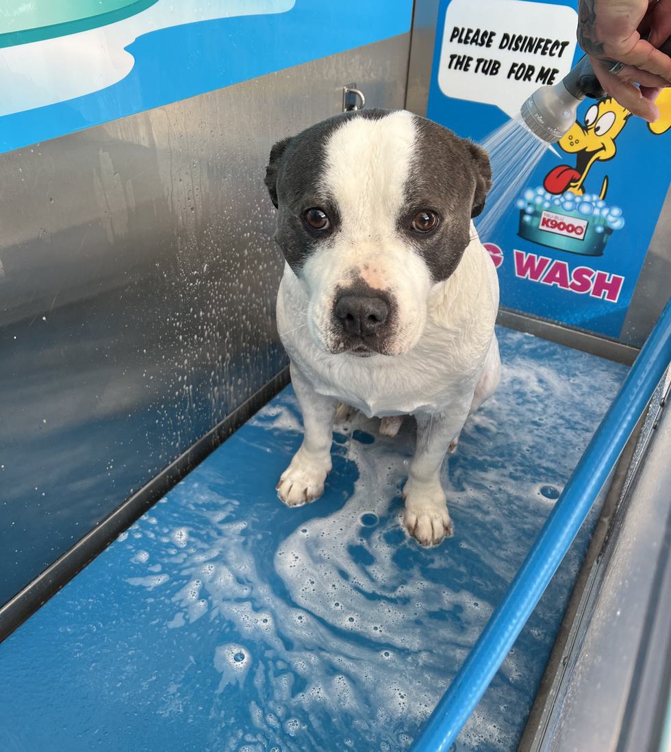 A dog standing in the heated dog wash at Wash N Shine